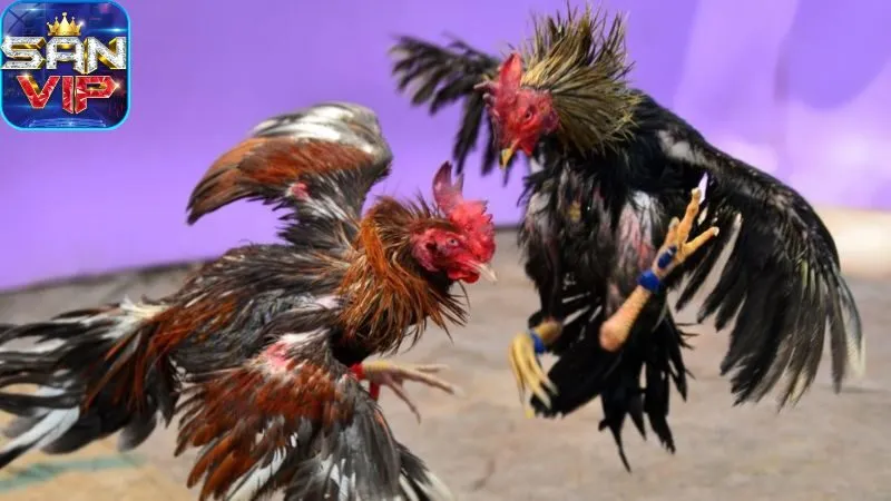 Sảnh Đá Gà Cock Fighting - Cược đá gà, thắng cực nhanh. 5 sanh-da-ga-cock-fighting:-gioi-thieu-tong-quan