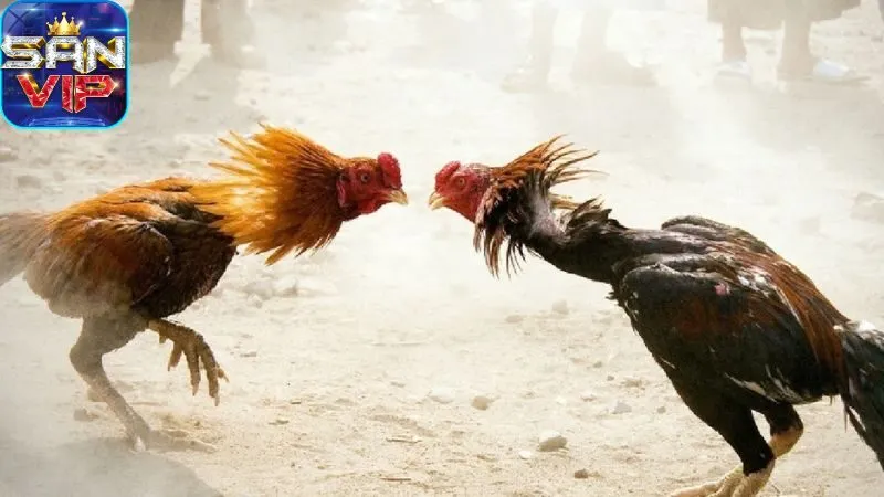 Sảnh Đá Gà Cock Fighting - Cược đá gà, thắng cực nhanh. 6 sanh-da-ga-cock-fighting:-cac-loai-hinh-da-ga-pho-bien