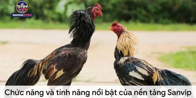 Đá Gà Sanvip: Trải Nghiệm Cá Cược Gà Đỉnh Cao và Kịch Tính 2 da-ga-sanvip-chuc-nang