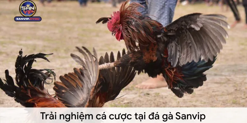 Đá Gà Sanvip: Trải Nghiệm Cá Cược Gà Đỉnh Cao và Kịch Tính 3 da-ga-sanvip-trai-nghiem
